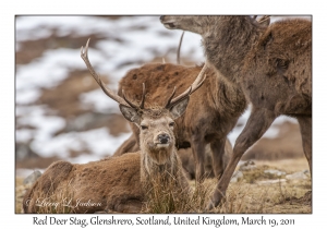 Red Deer Stag