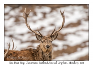 Red Deer Stag