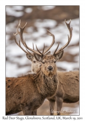 Red Deer Stags