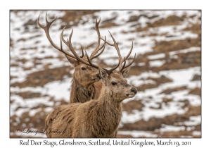 Red Deer Stags