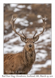 Red Deer Stag