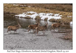 Red Deer Stags