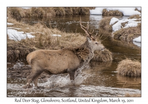 Red Deer Stag