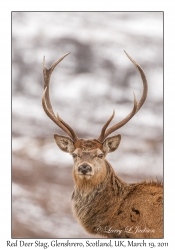 Red Deer Stag