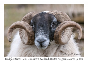 Blackface Sheep