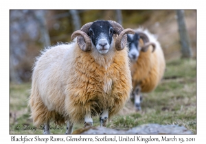 Blackface Sheep