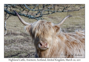 Highland Cattle