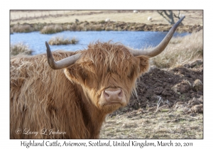 Highland Cattle