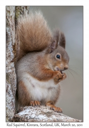 Red Squirrel