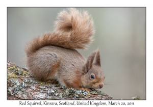 Red Squirrel