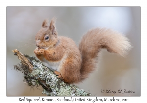 Red Squirrel