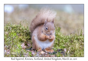 Red Squirrel