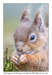 Red Squirrel