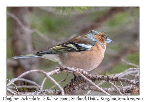 Chaffinch