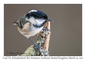 Coal Tit