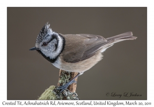 Crested Tit