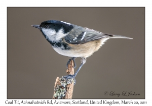 Coal Tit