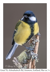 Great Tit