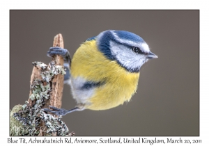 Blue Tit