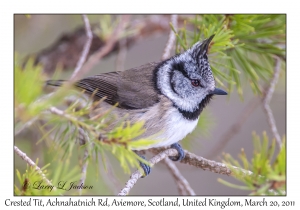 Crested Tit