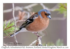 Chaffinch