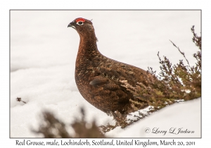 Red Grouse