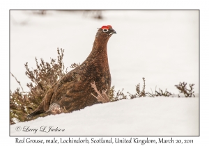 Red Grouse