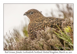 Red Grouse