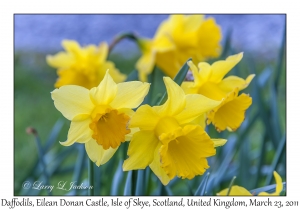 Daffodils