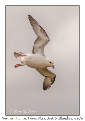 Northern Fulmar