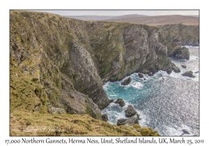 17,000 Northern Gannets