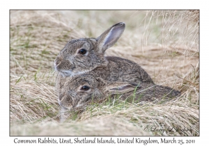 Common Rabbits