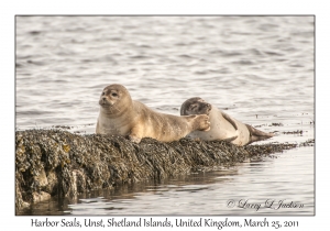 Harbor Seals