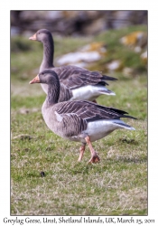 Greylag Geese