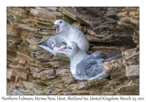 Northern Fulmars