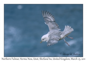 Northern Fulmar