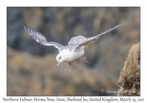 Northern Fulmar