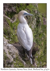 Northern Gannet