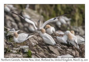 Northern Gannets