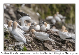 Northern Gannets