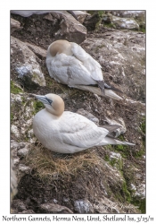 Northern Gannets