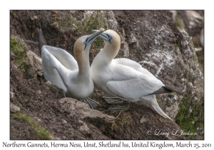 Northern Gannets