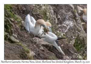 Northern Gannets