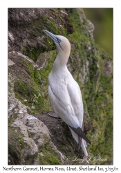 Northern Gannet