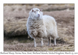 Shetland Sheep