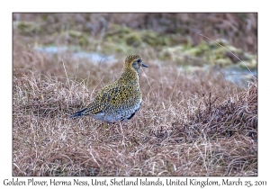 Golden Plover