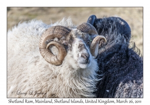 Shetland Rams