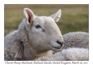 Cheviot Sheep