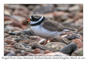 Ringed Plover