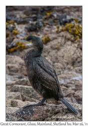 Great Cormorant